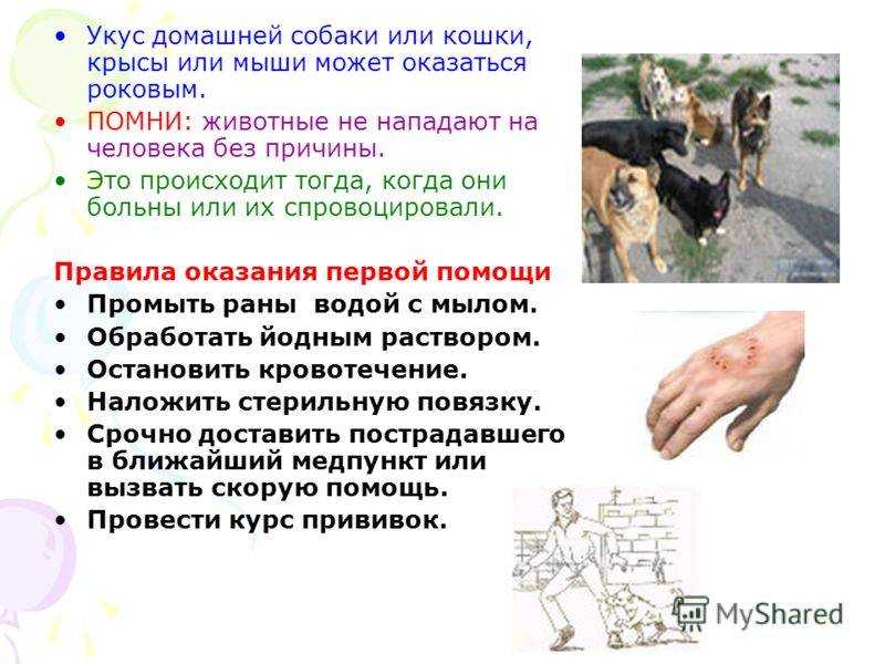 Можно ли заразиться бешенством, если поцарапала или укусила кошка: отвечаем подробно | звери дома