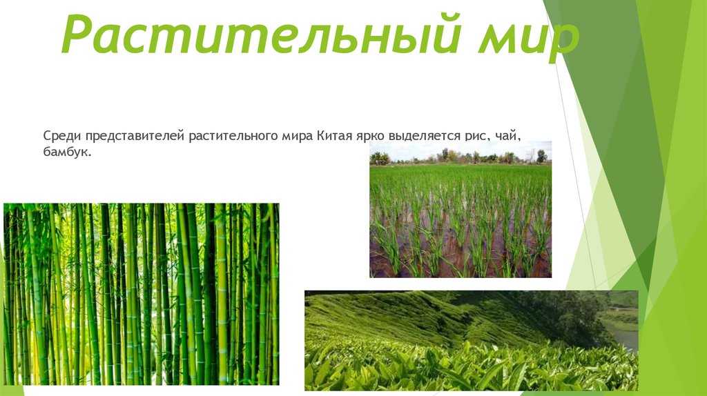 Птицы – символы китая