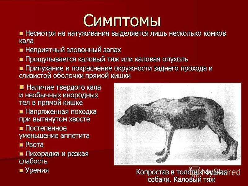 Панлейкопения у собак: симптомы и лечение болезни | звери дома