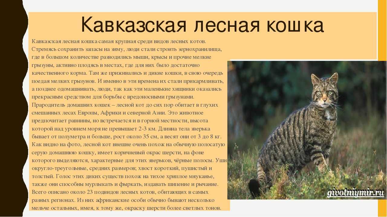 Кавказская лесная кошка (felis silvestris). кавказская лесная кошка: краткое описание кавказская кошка описание среда обитания