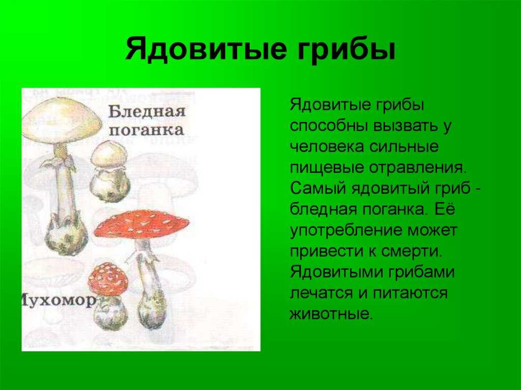 Отравление грибами паутинником