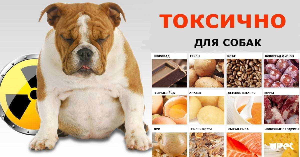 Субпродукты для собаки: какие давать, как часто и в каком количестве, чтобы не было вреда. наиболее ценные субпродукты и особенности их скармливания