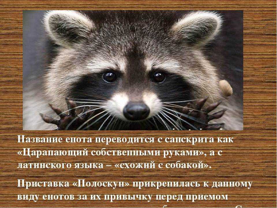 Стоит ли заводить енота? домашний енот: фото, повадки, уход, питание и поведение
