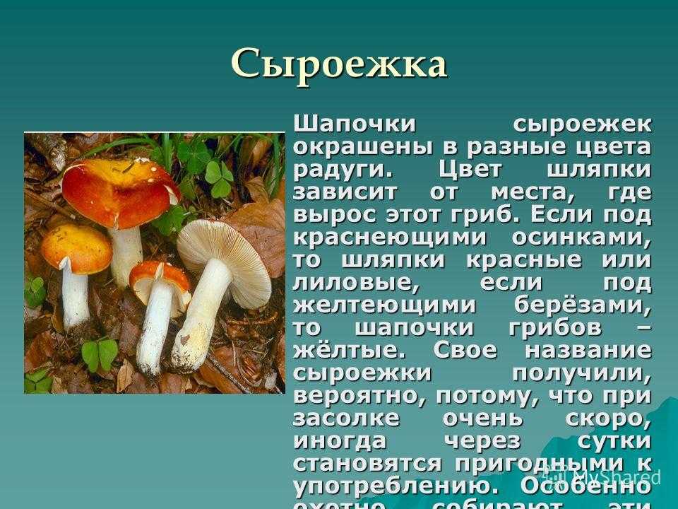 Сыроежка: съедобные и несъедобные грибы, описание и отличительные особенности грибов где растут и когда собирать