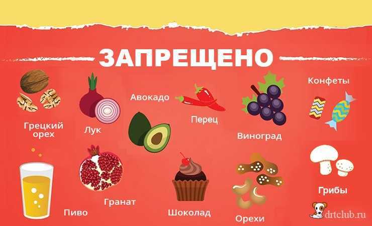 Овощи для собак: какие лучше давать и в каком виде?