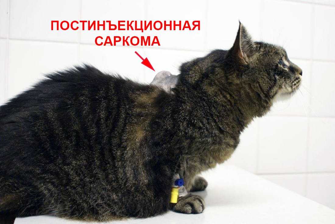 Надо ли удалять гистиоцитома у собаки. гистиоцитома у собак: симптомы, лечение. что это за болезнь и отчего она бывает