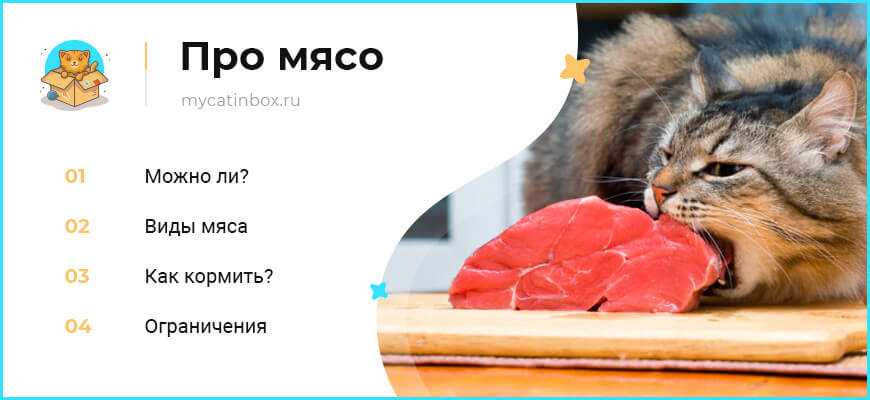 Какое вареное мясо можно давать коту постоянно. можно ли давать коту сырое мясо и рыбу: правила кормления