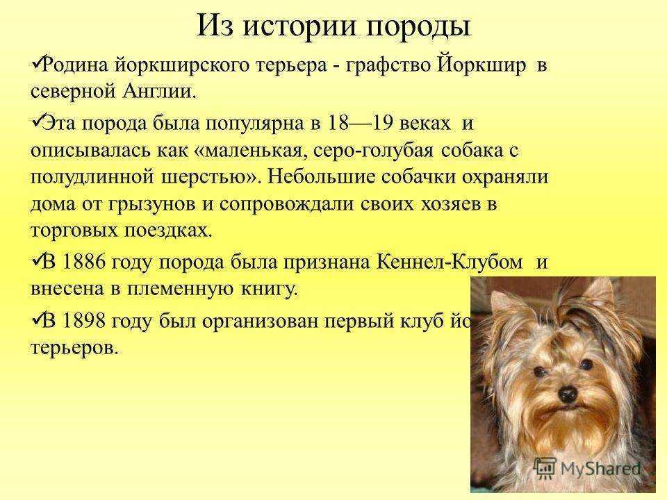Йоркширский терьер: сколько живут "мини" терьеры