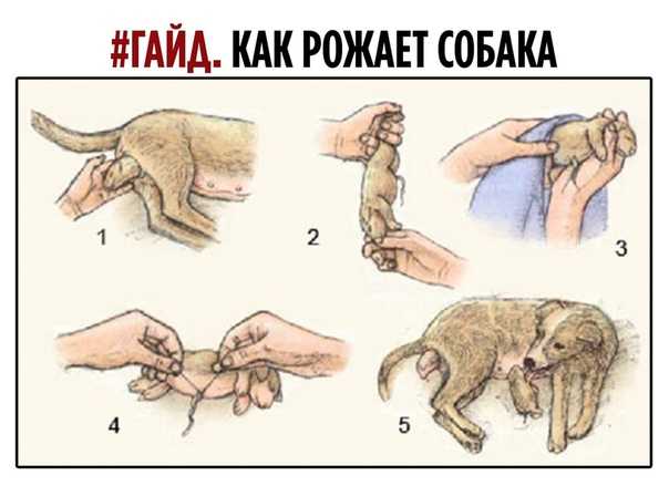 Все о беременности и родах шпица