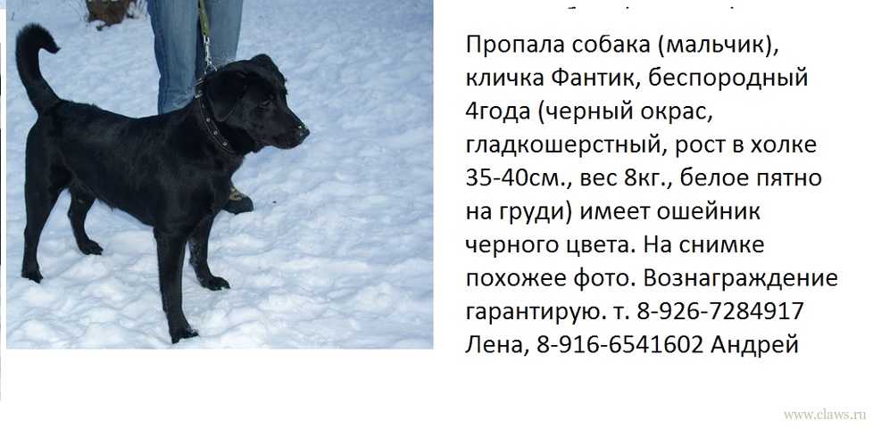 10 самых красивых имен для собак-мальчиков различных пород