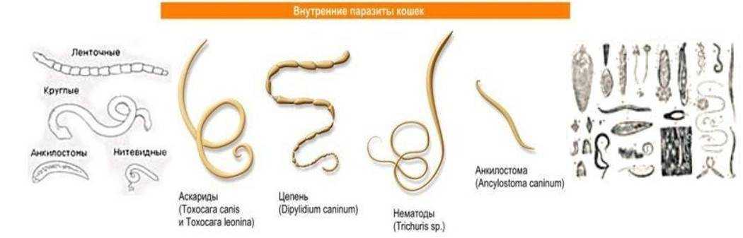 Знаете ли вы, как выглядят глисты у собак?