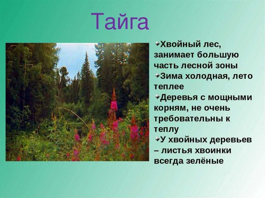 Особенности тайги