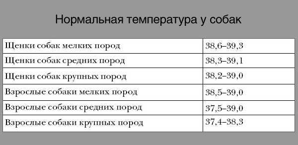 Какая нормальная температура у собак, как измерить, причины повышенной или пониженной температуры - zoosecrets