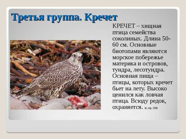 Кречет