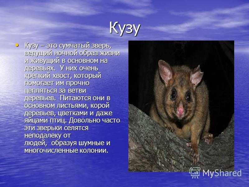 Wonder wild world : фауна австралии