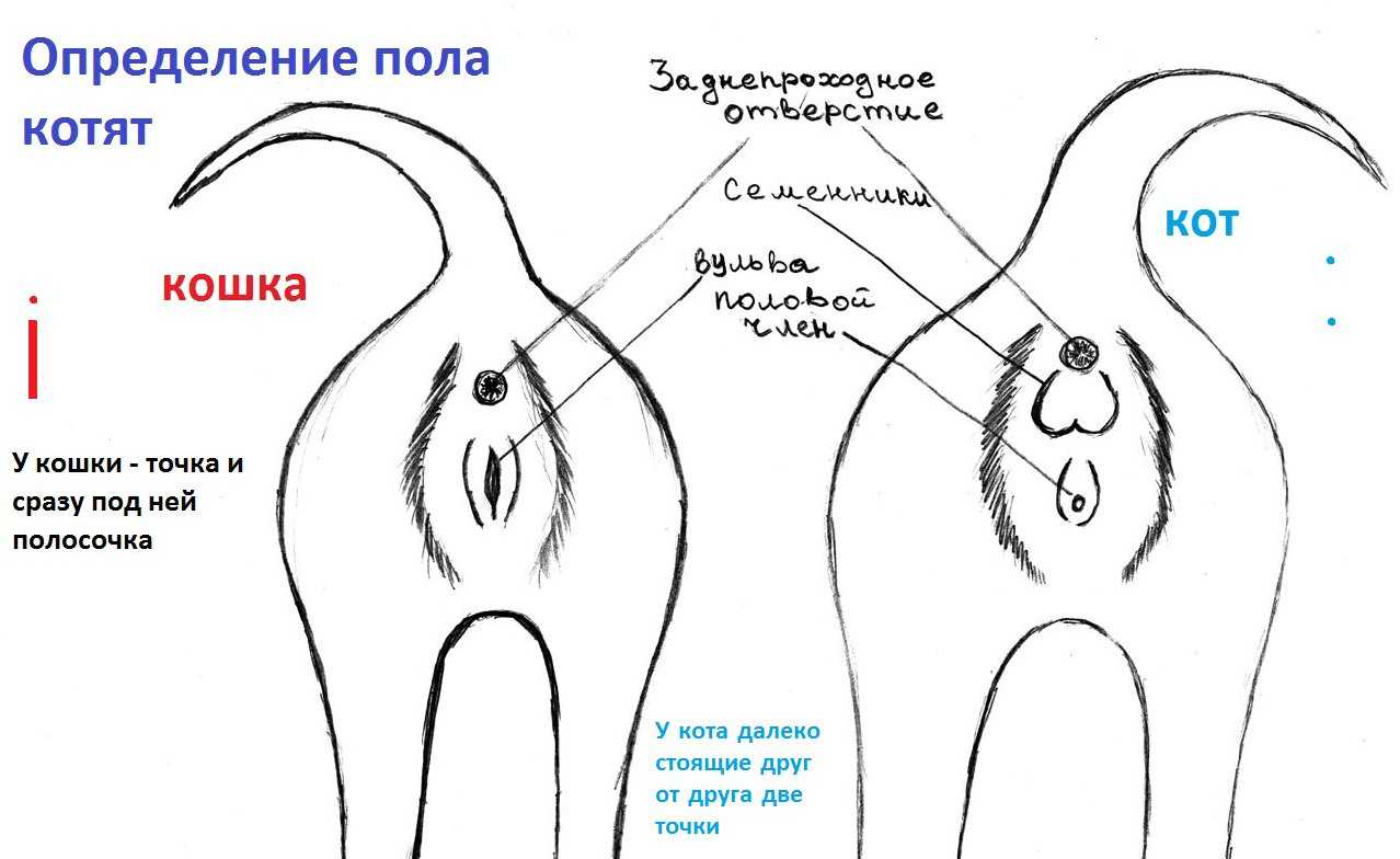 Как отличить кота от кошки: при рождении, по морде и цвету - zoosecrets