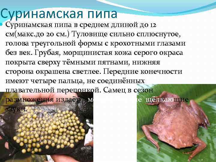 Суринамские пипы: фото, описание и особенности лягушки