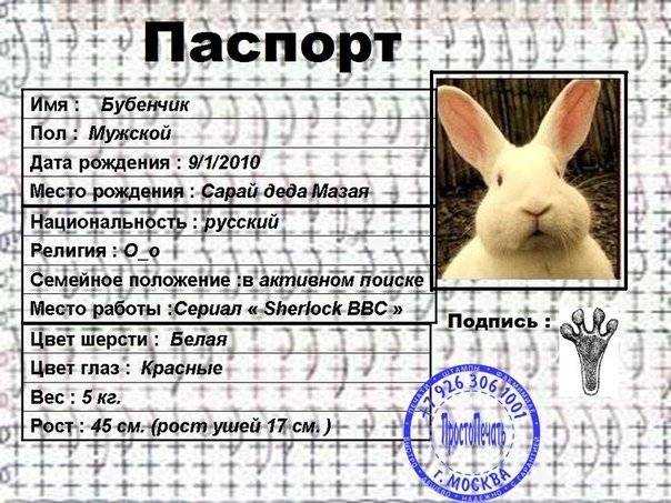 Как назвать кролика: имена для кроликов мальчиков и девочек