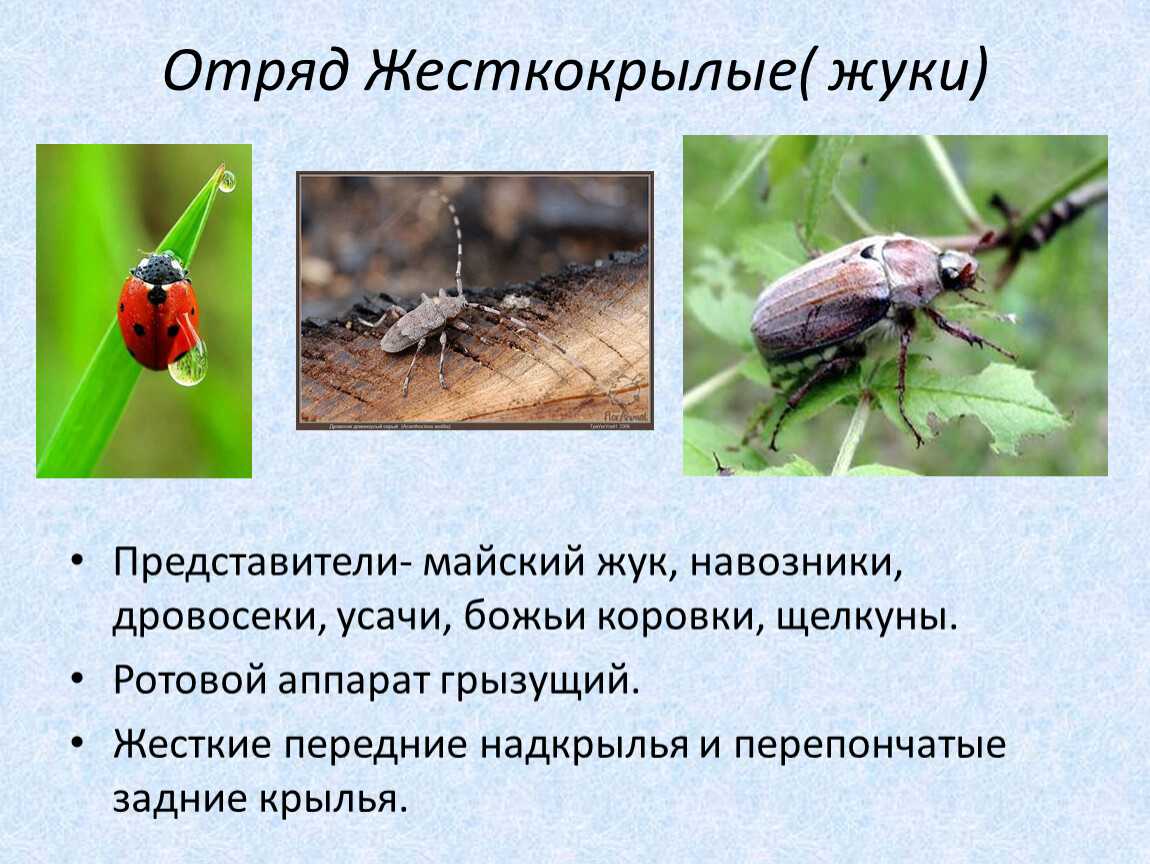 Насекомые: общая характеристика, развитие, строение, разнообразие видов, размножение