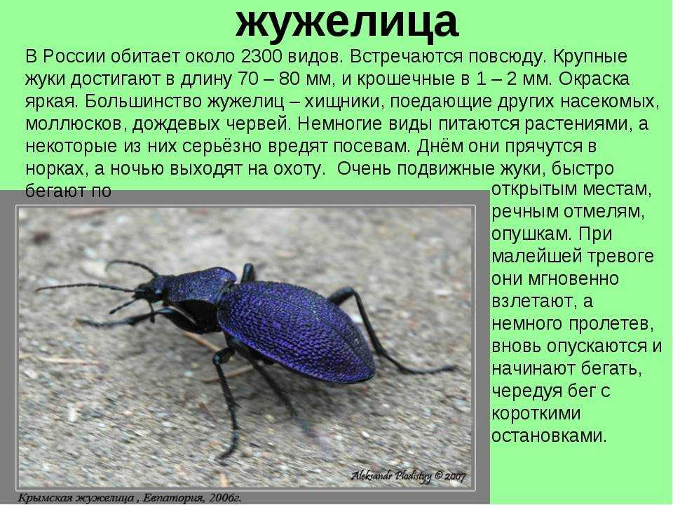 Описание и особенности жужелицы – чем занимается и как питается в природе | дезинфекция, дезинсекция, дератизация - информационный портал