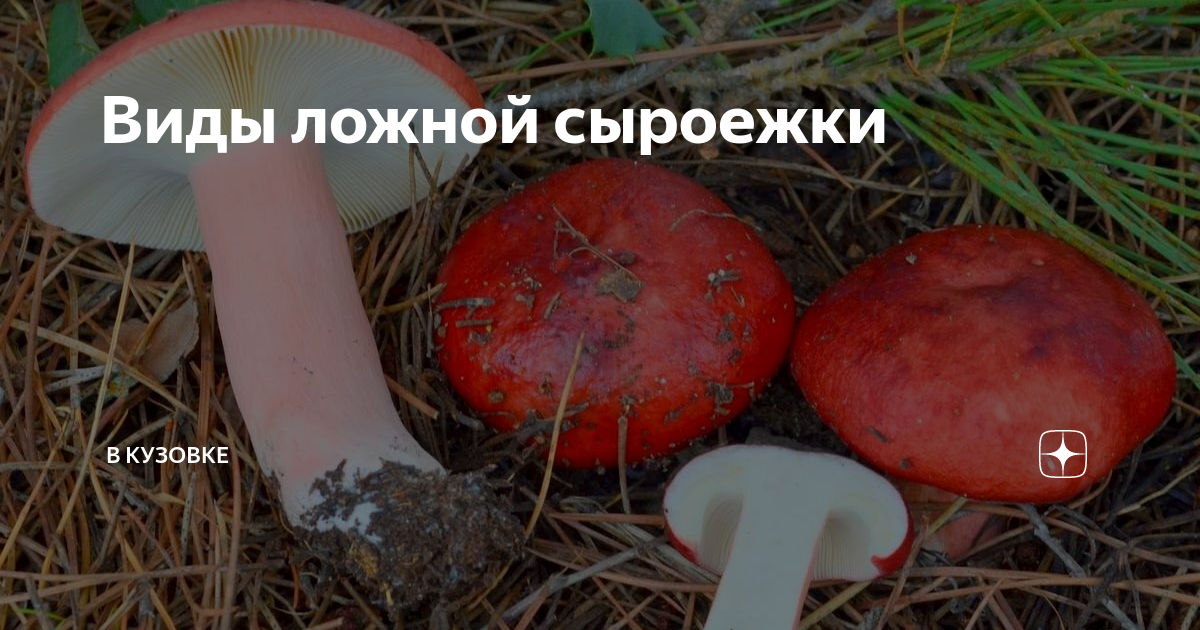 Сыроежки: фото съедобных и несъедобных грибов, как отличить, описание