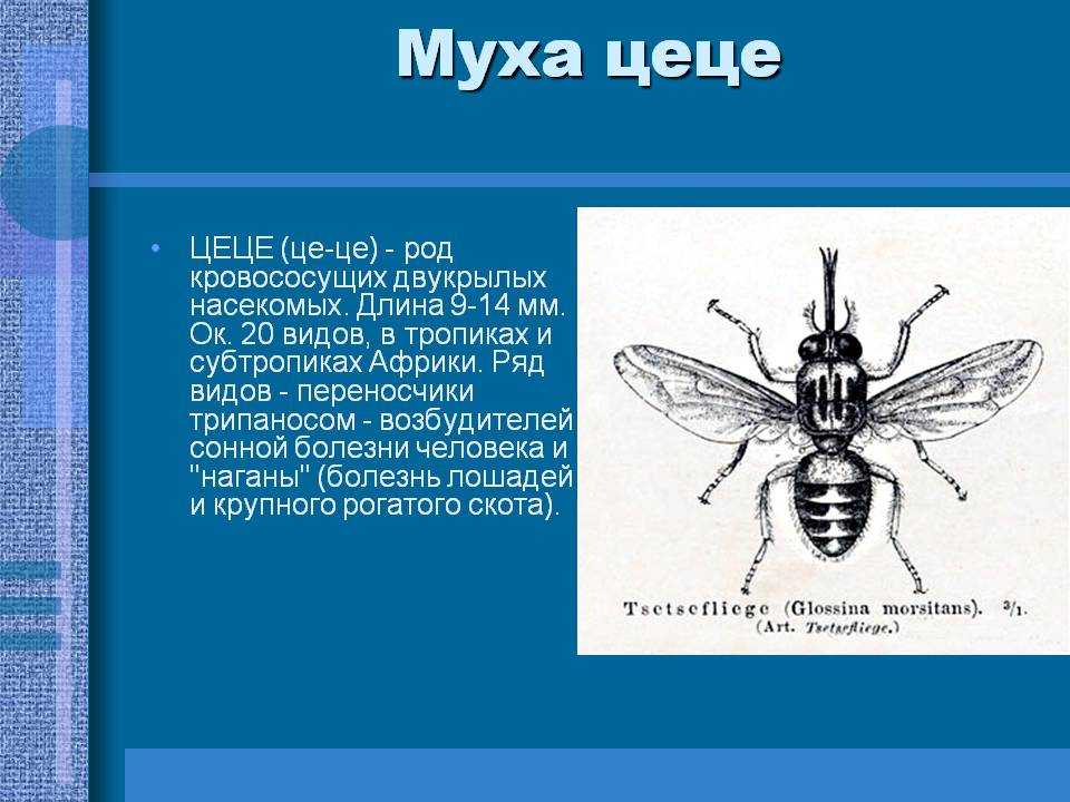 Африканский трипаносомоз человека (сонная болезнь)