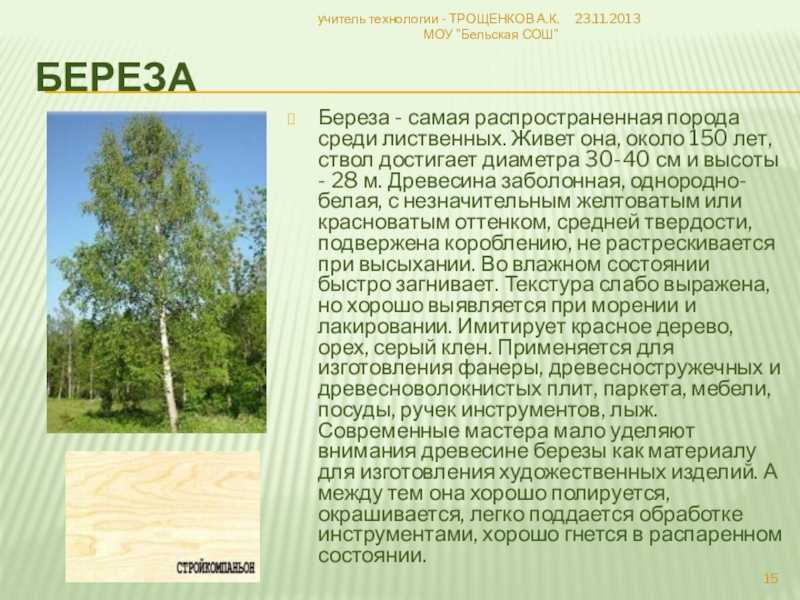 Берёза радде