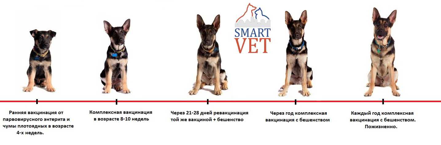 Уход за собакой после прививки - ростки жизни