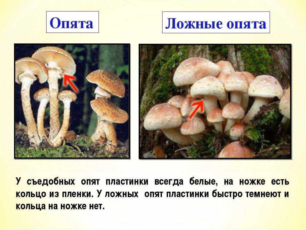 Опята - виды с фото. где растут, как собирать и как готовить.