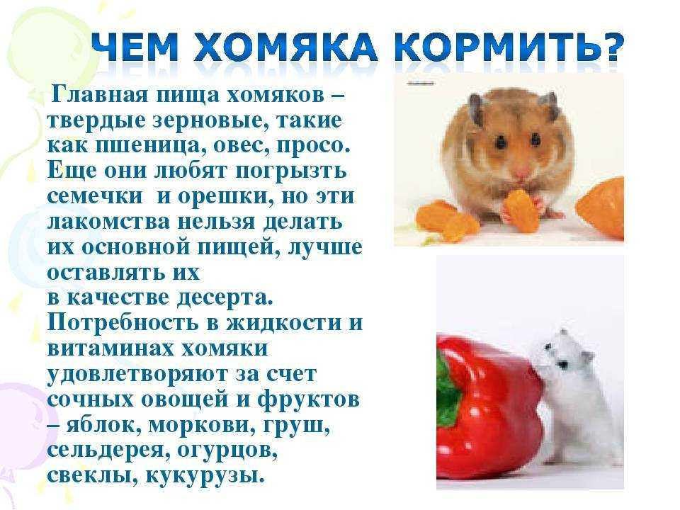 Чем можно кормить хомяка, а чем нельзя?