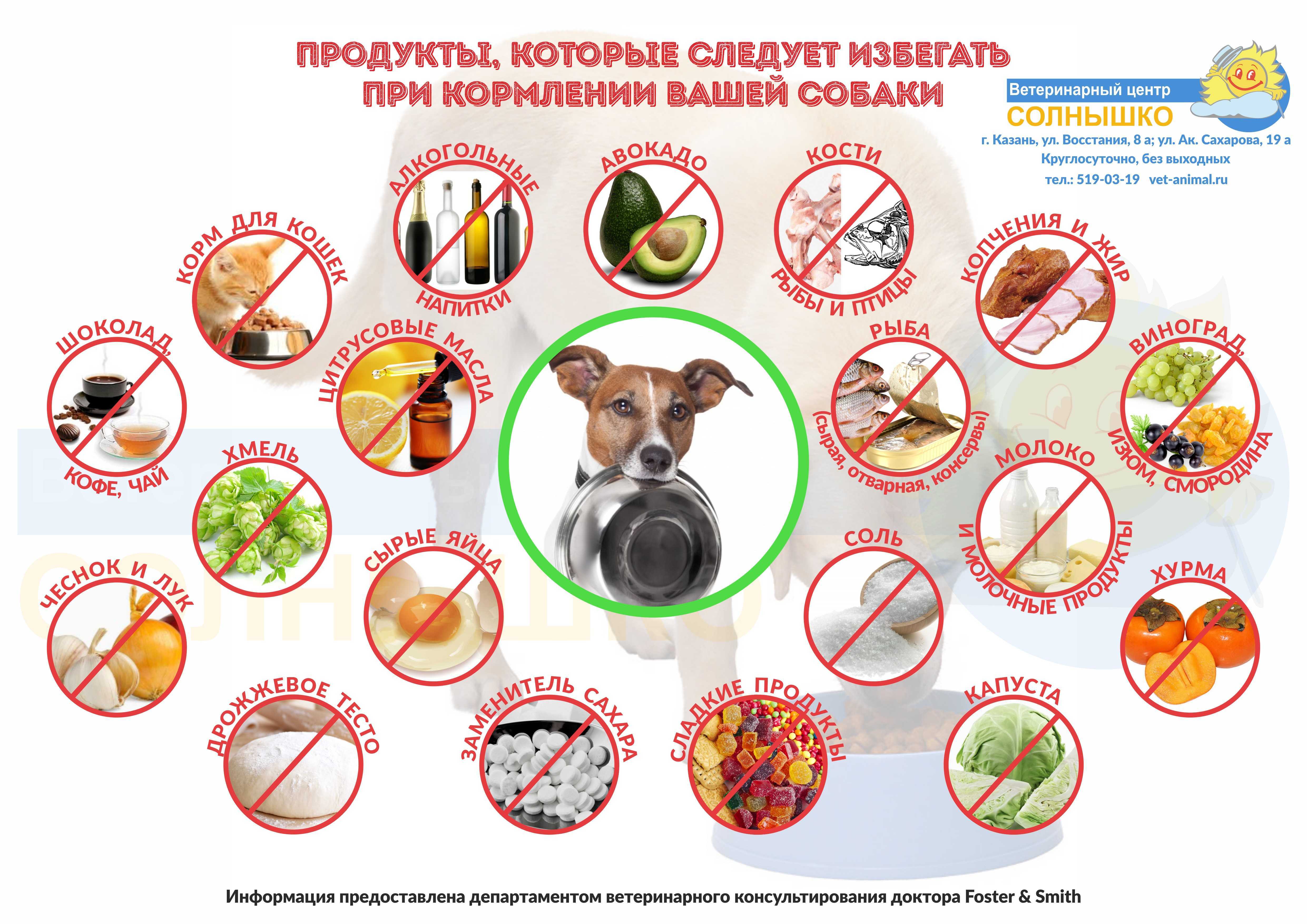 Какие фрукты можно собакам: какие, как часто, от каких лучше отказаться и почему
