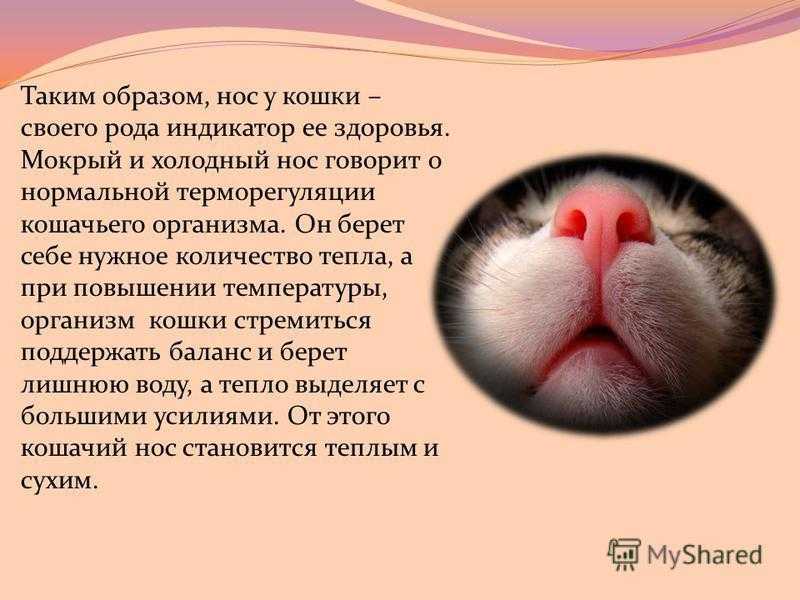 Что делать, если у кота или кошки горячий нос - в каком случае это является нормой, а когда признаком серьезного заболевания