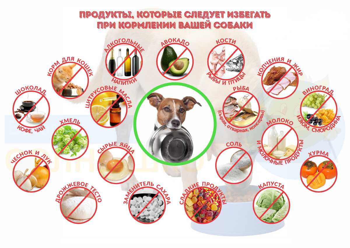 Собака съела куриные кости: что делать?