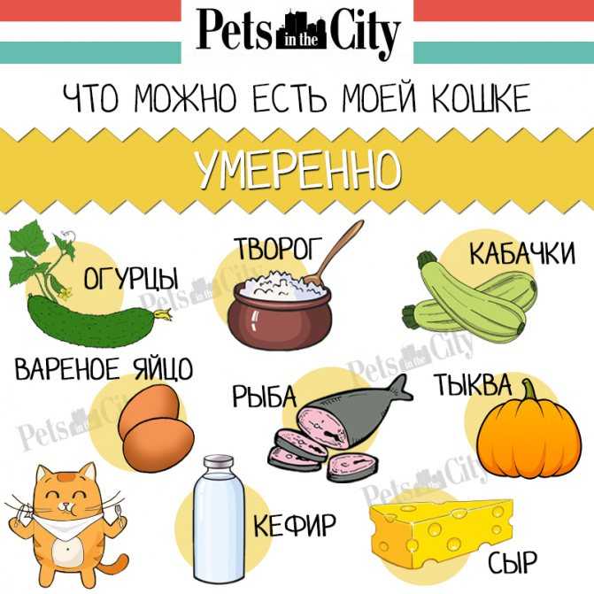 Как реагирует организм котенка на кисломолочные продукты Узнайте, полезен ли кефир вашему котенку, сколько можно налить кефира пушистику