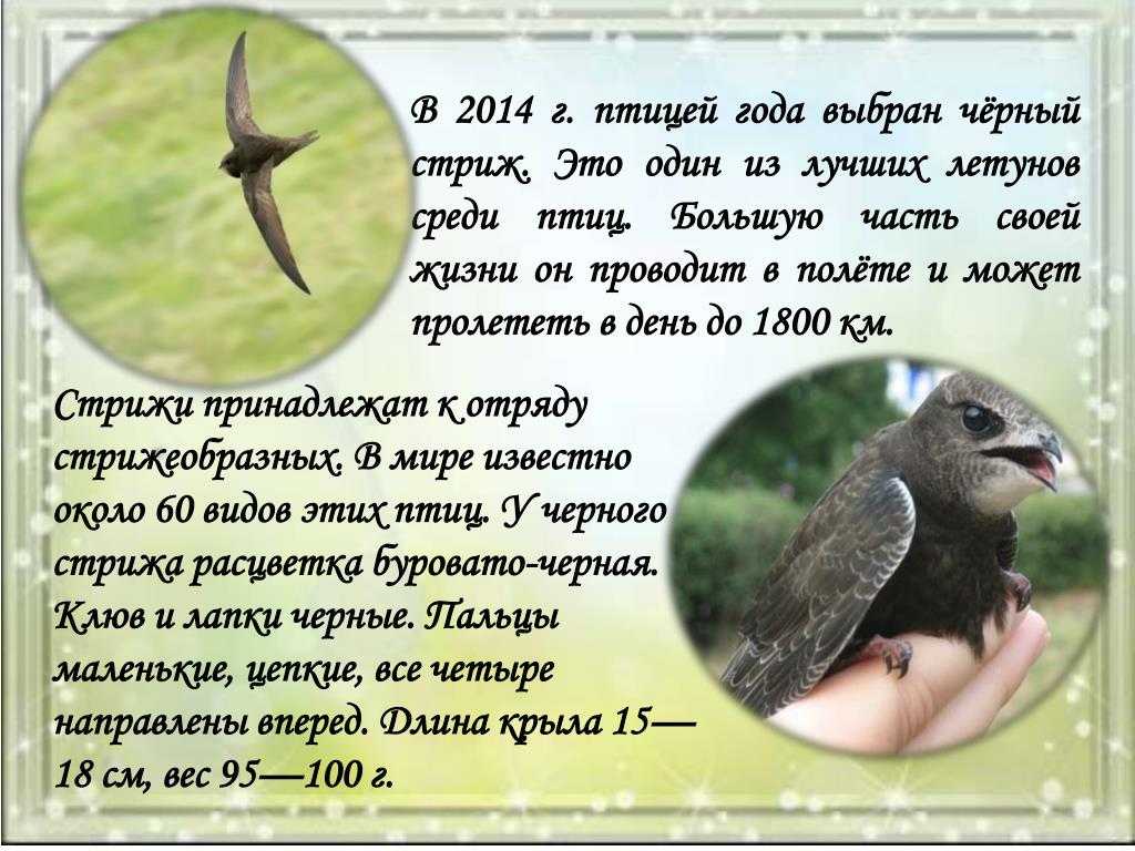 Класс птицы. отряды воробьинообразные, голенастые 7 класс онлайн-подготовка на ростелеком лицей | тренажеры и разбор