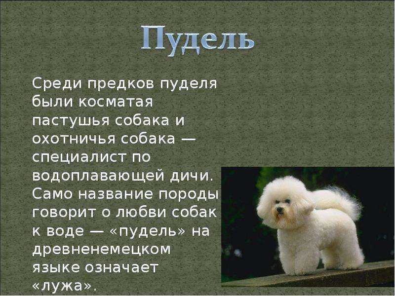 Пудель — фото, разновидности породы, внешний вид
