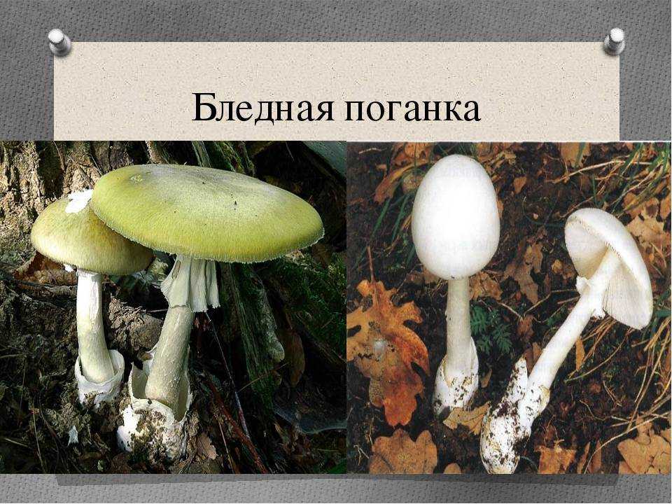 Бледная поганка — как распознать, отличия от съедобных грибов, признаки отравления (77 фото + видео)