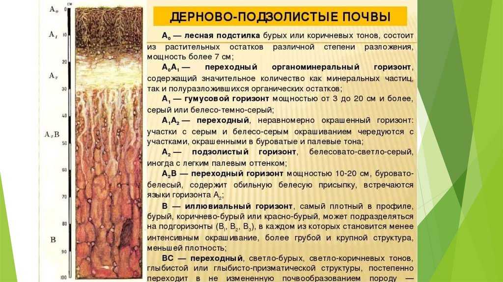 Дерновые почвы