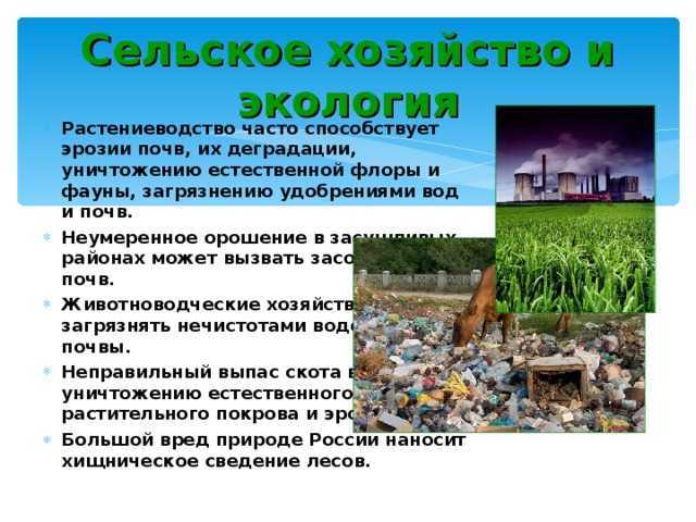 Как животноводство влияет на экологию нашей планеты?