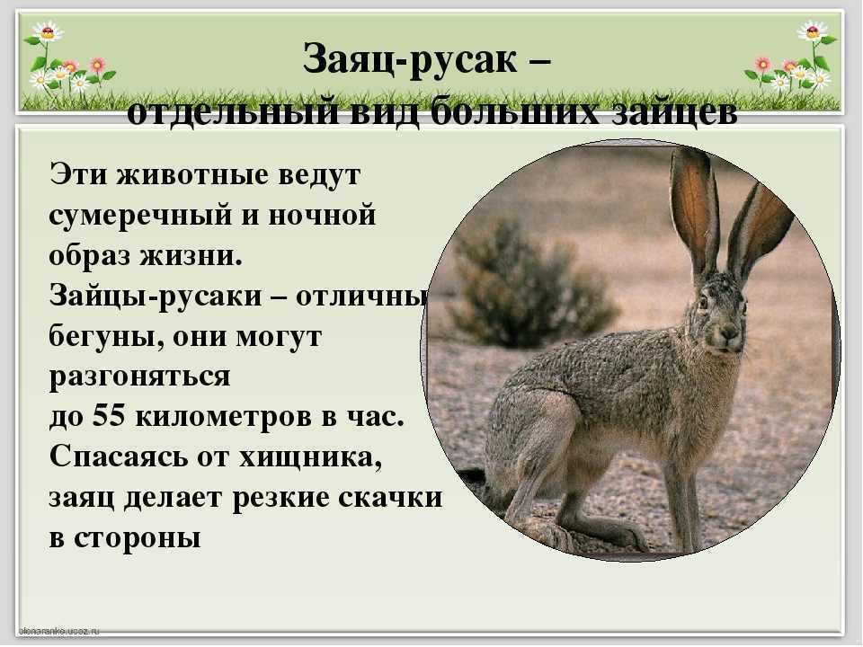 Интересные факты о зайцах