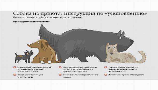 Как подружить собаку с собакой: взрослую со щенком, взрослых друг с другом