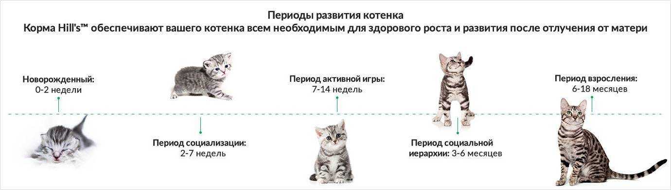 Каким кормом кормить шотландских котят: особенности питания шотландцев