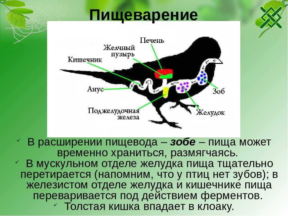 Класс птицы (7 класс)