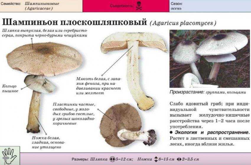 Грибы волнушки - виды, ложные волнушки, полезные свойства, заготовки