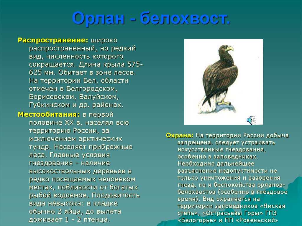 какие птицы обитают в Белгородской области Список птиц Белгорода и Белгородской области с фото, названиями и описанием Хищные, перелетные, певчие и зимующие птицы Белгородской области Презентация и доклад