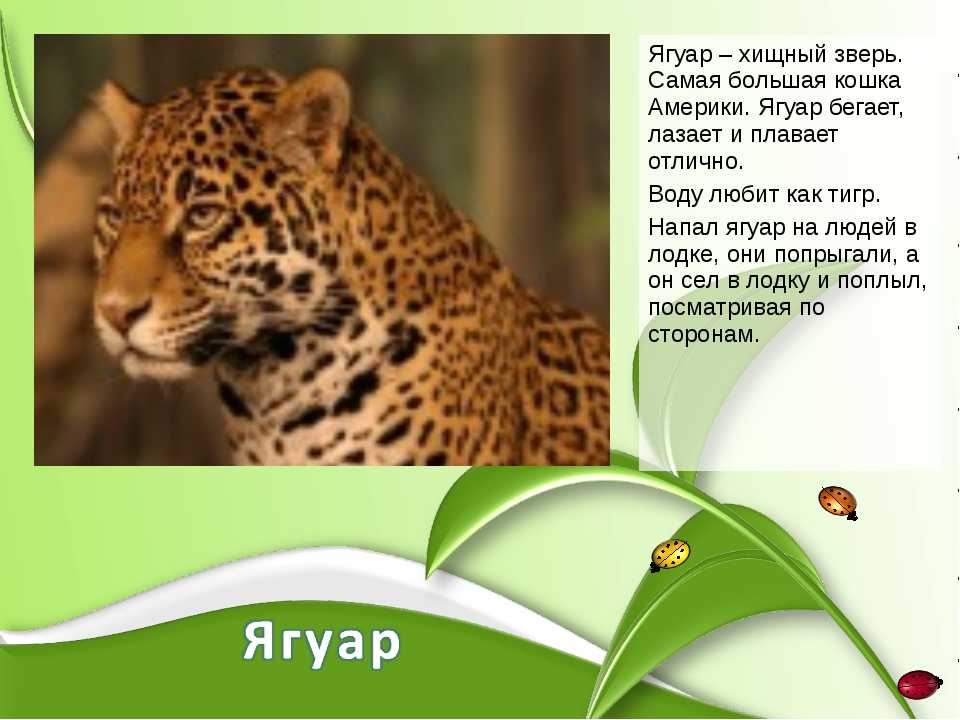 Ягуар: интересные факты о животном
