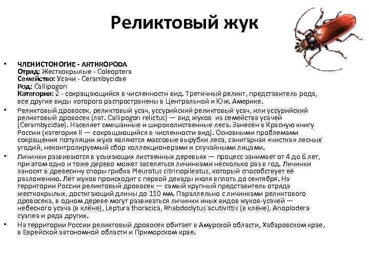 Жук дровосек: описание, где обитает, чем питается, сколько живет