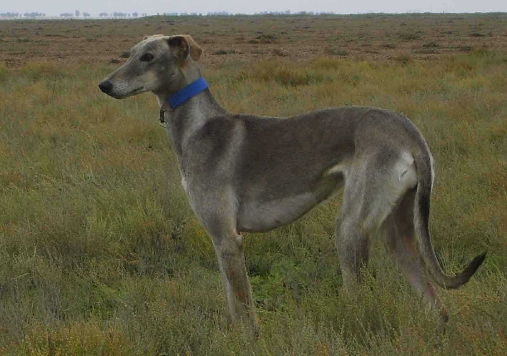 Польский харт