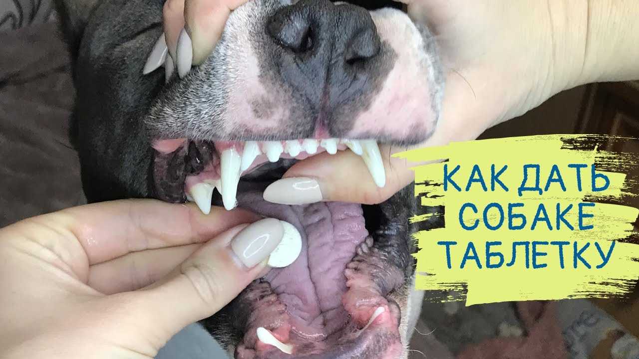 Как давать лекарство животным: кошке, собаке и прочим. все методы.