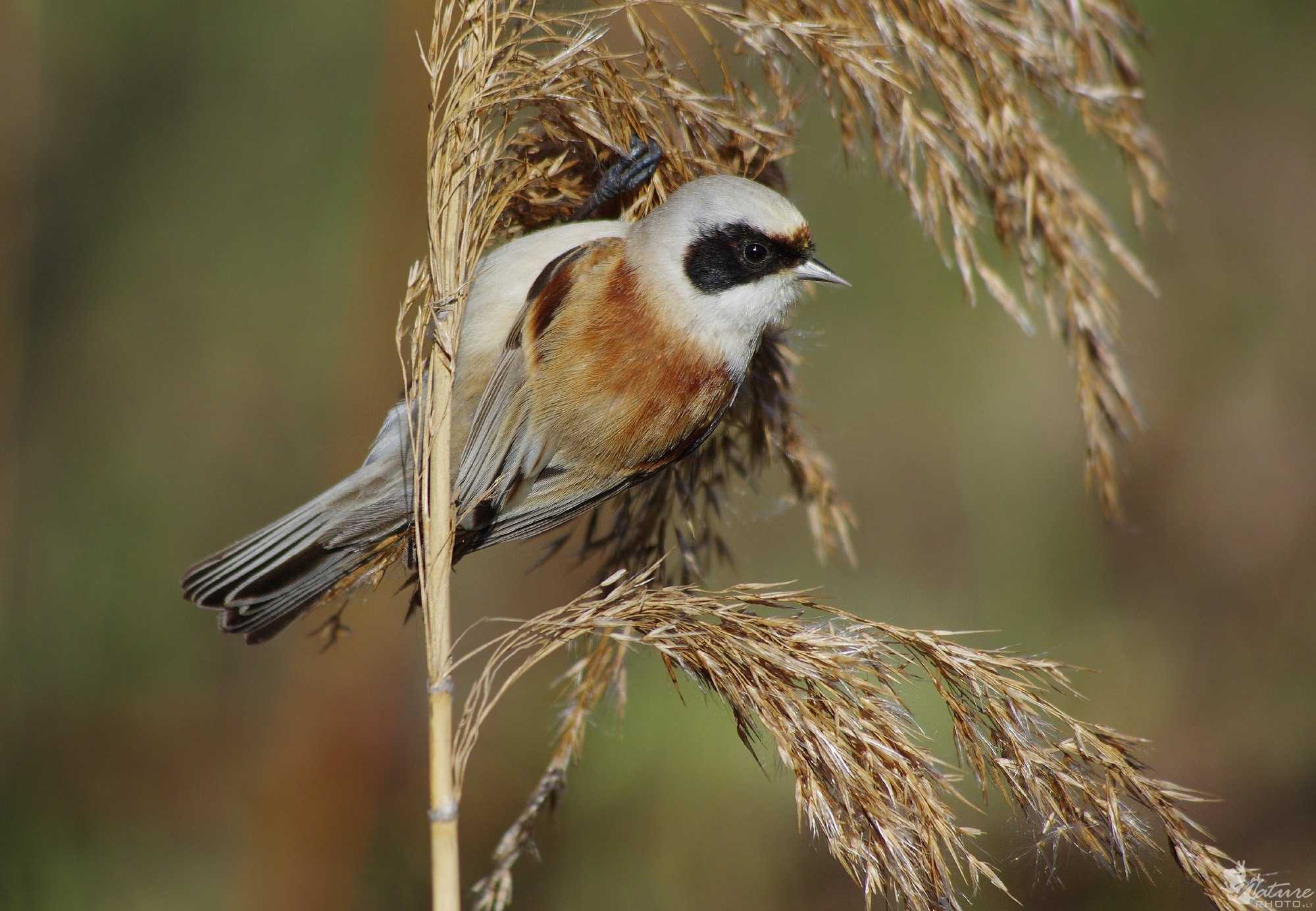 Овсянка-ремез emberiza rustica - красная книга россии